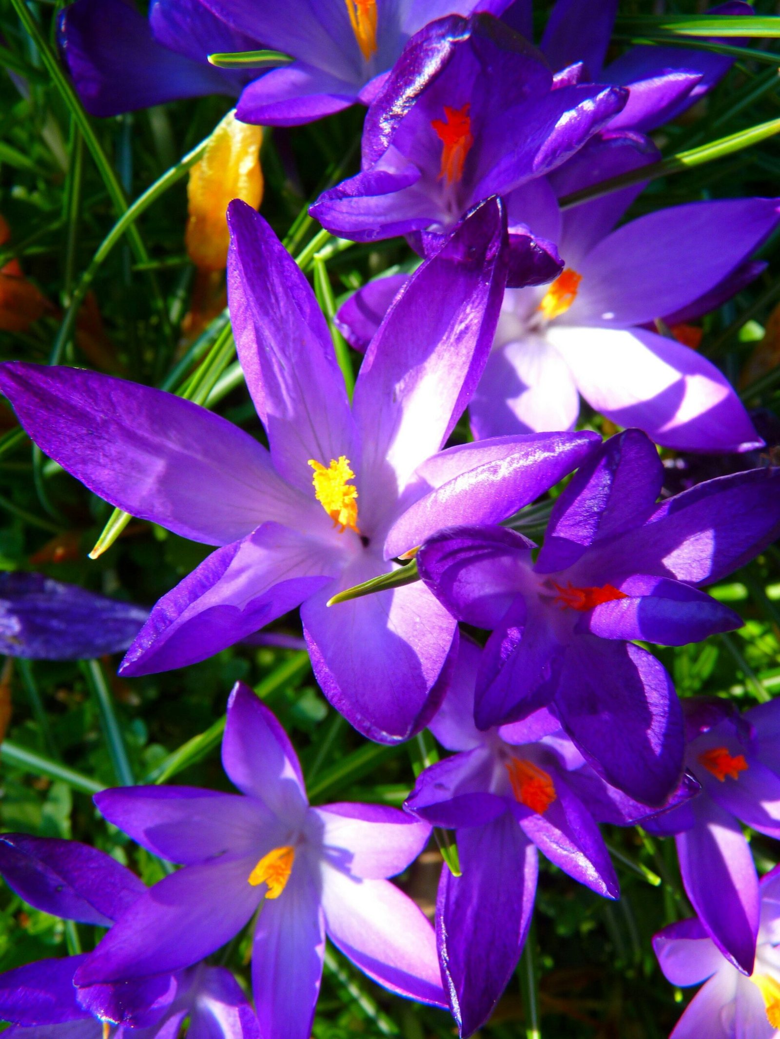 A captivating close-up of vivid purple crocus flowers blooming in a sunny spring garden.