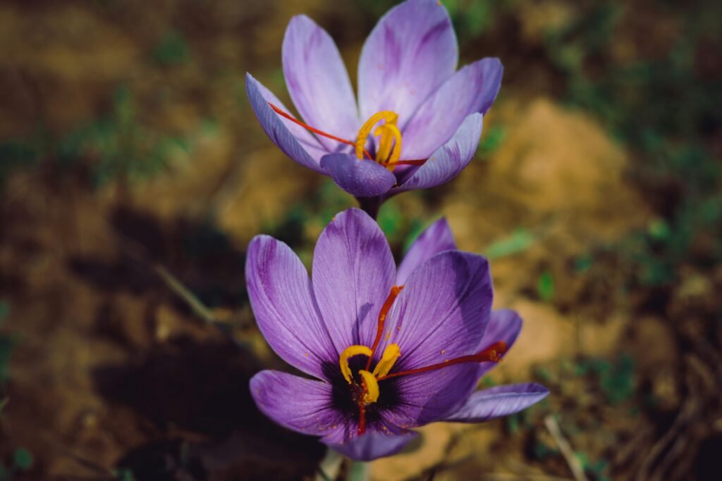Vibrant purple crocus flowers in full bloom captured up-close, highlighting their detailed petals.