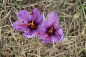 Vibrant saffron crocus flowers blooming in an autumn field, showcasing their rich purple petals.